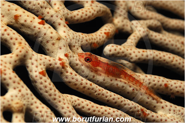 Raja Ampat, Papua, Indonesia, Bryaninops sp., Bryaninops, Goby, Gobiidae, Fish