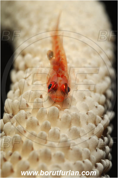 Raja Ampat, Papua, Indonesia, Bryaninops sp., Bryaninops, Goby, Gobiidae, Fish, Parasite, Parasitism
