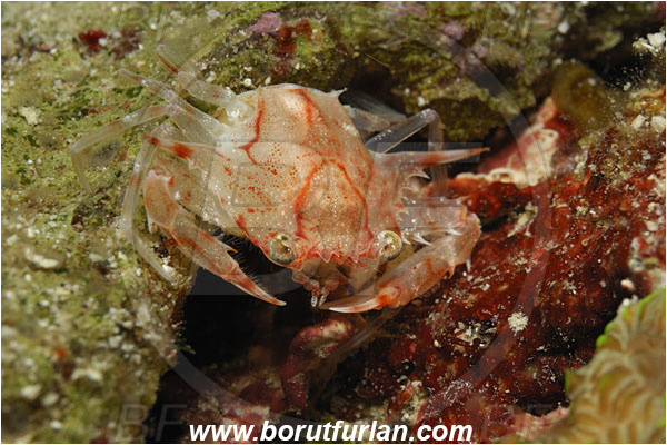 Raja Ampat, Papua, Indonesia, Achelous sp., Achelous, Portunidae, Decapoda, Crab, Crustacea, Crustacean