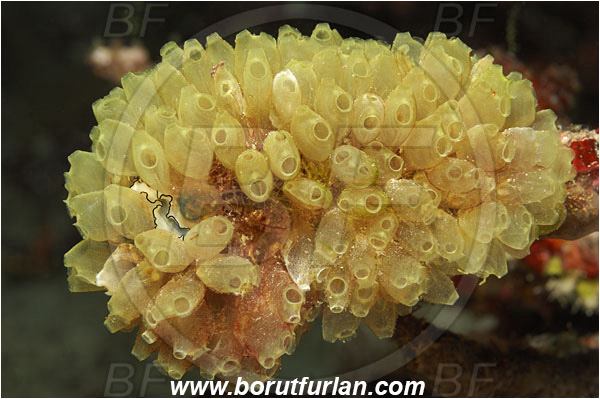 Raja Ampat, Papua, Indonesia, Perophora modificata, Perophora, Kott