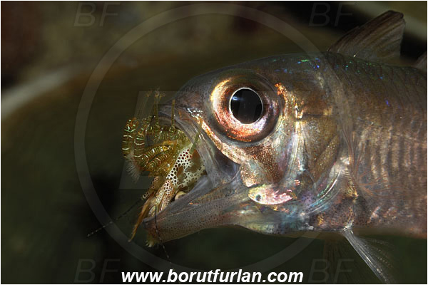Raja Ampat, Papua, Indonesia, Nectamia fusca, Nectamia, Apogonidae, Ghost cardinalfish, Cardinalfish, Fish, Saron sp., Saron, Hippolytidae, Decapoda, Shrimp, Crustacea, Crustacean, Feeding, Portrait