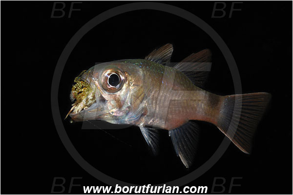 Raja Ampat, Papua, Indonesia, Nectamia fusca, Nectamia, Apogonidae, Ghost cardinalfish, Cardinalfish, Fish, Saron sp., Saron, Hippolytidae, Decapoda, Shrimp, Crustacea, Crustacean, Feeding