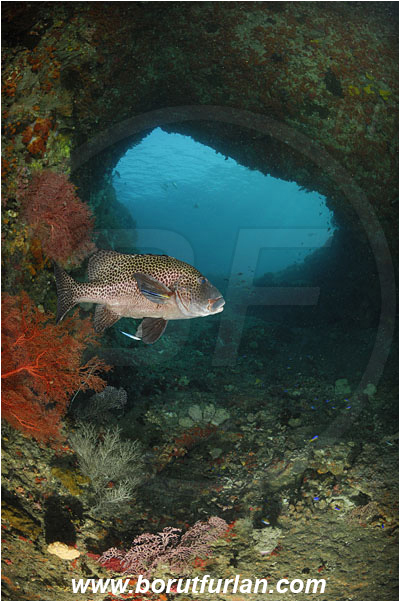 Raja Ampat, Papua, Indonesia, Plectorhinchus chaetodonoides, Plectorhinchus, Haemulidae, Harlequin sweetlips, Sweetlips, Fish, Reef, Tunnel