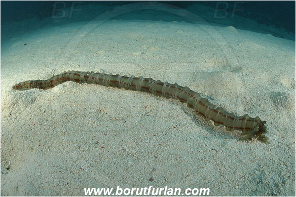 Raja Ampat, Papua, Indonesia, Synapta maculata, Synapta, Synaptidae, Spotted Worm Sea Cucumber, Sea Cucumber, Holothuroidea, Holothurian, Echinodermata, Echinoderm, Reef, Sand