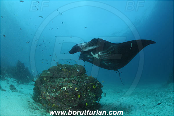 Raja Ampat, Papua, Indonesia, Mobula birostris, Mobula, Myliobatidae, Elasmobranchii, Giant Manta, Manta, Reef, Cleaning, Fish