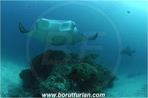 Raja Ampat, Papua, Indonesia, Mobula birostris, Mobula, Myliobatidae, Elasmobranchii, Giant Manta, Manta, Reef, Cleaning