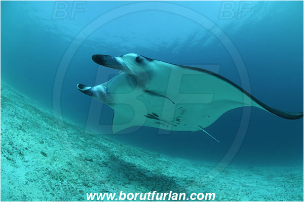 Raja Ampat, Papua, Indonesia, Mobula birostris, Mobula, Myliobatidae, Elasmobranchii, Giant Manta, Manta, Sand, Fish