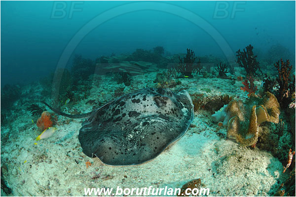 Raja Ampat, Papua, Indonesia, Taeniura meyeni, Taeniura, Dasyatidae, Elasmobranchii, Round ribbontail ray, Ray, Reef, Fish
