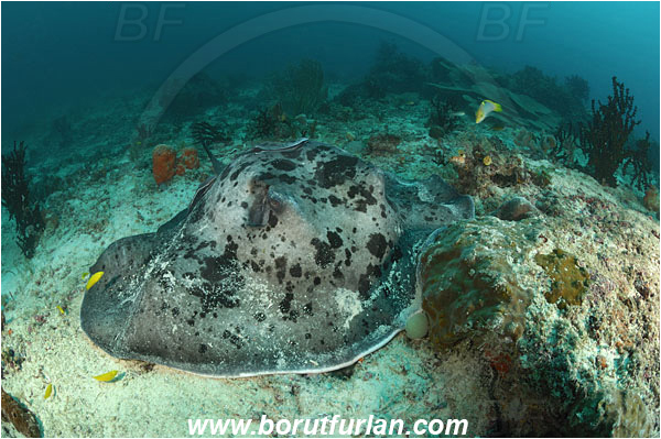 Raja Ampat, Papua, Indonesia, Taeniura meyeni, Taeniura, Dasyatidae, Elasmobranchii, Round ribbontail ray, Ray, Reef, Fish