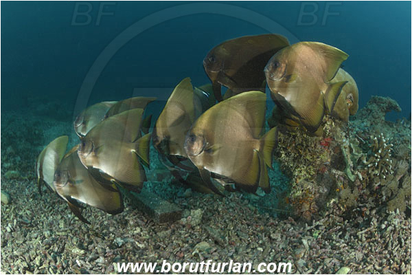Raja Ampat, Papua, Indonesia, Platax orbicularis, Platax, Ephippidae, Orbicular batfish, Round Batfish, Batfish, Fish, Fish school, Reef