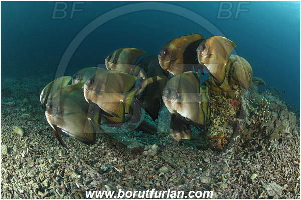 Raja Ampat, Papua, Indonesia, Platax orbicularis, Platax, Ephippidae, Orbicular batfish, Round Batfish, Batfish, Fish, Fish school, Reef