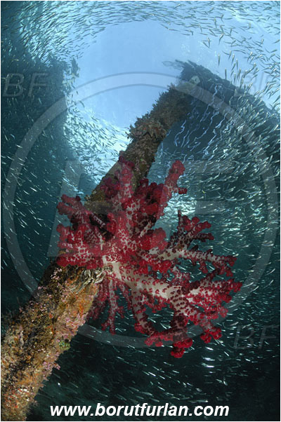 Raja Ampat, Papua, Indonesia, Dendronephthya sp., Dendronephthya, Nephtheidae, Soft coral, Coral, Anthozoa, Cnidaria, Cnidarian, Pier, Wooden pillar, Fish school