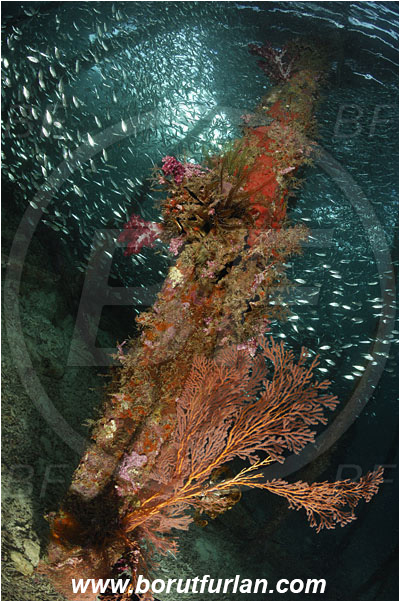 Raja Ampat, Papua, Indonesia, Acabaria sp., Acabaria, Melithaeidae, Sea fan, Anthozoa, Cnidaria, Cnidarian, Pier, Wooden pillar, Fish school