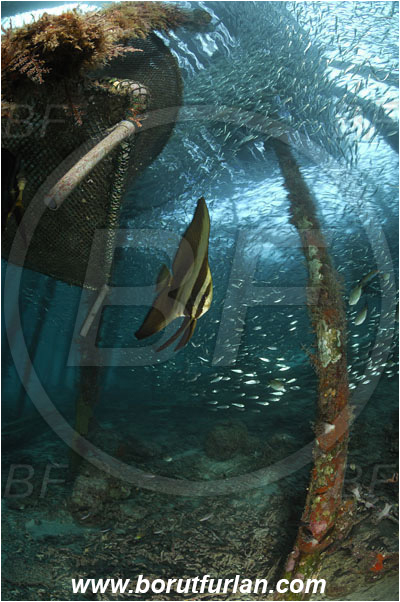 Raja Ampat, Papua, Indonesia, Platax orbicularis, Platax, Ephippidae, Orbicular batfish, Round Batfish, Batfish, Fish, Fish school, Pier, Wooden pillar