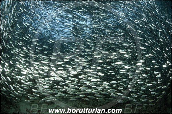 Raja Ampat, Papua, Indonesia, Carangidae, Jack, Trevally, Pier, Fish school, Unidentified