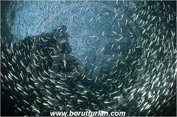 Raja Ampat, Papua, Indonesia, Carangidae, Jack, Trevally, Pier, Fish school, Unidentified