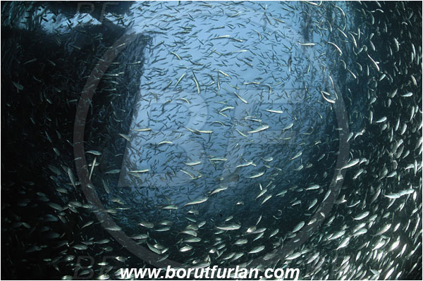 Raja Ampat, Papua, Indonesia, Carangidae, Jack, Trevally, Pier, Fish school, Unidentified