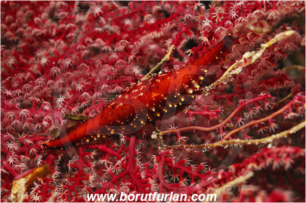 Raja Ampat, Papua, Indonesia, Phenacovolva sp., Phenacovolva, Ovulidae, Gastropoda, Mollusc, Mollusca, Cowrie