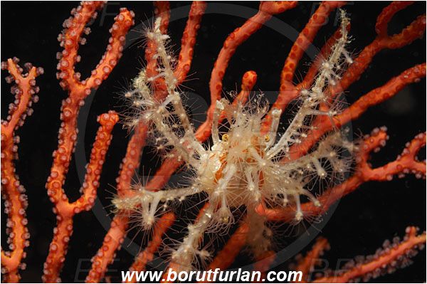 Achaeus, Crab, Crustacea, Crustacean, Decapoda, Inachinae, Indonesia, Papua, Raja Ampat, Spiny Spider Crab, Chaeus spinosus