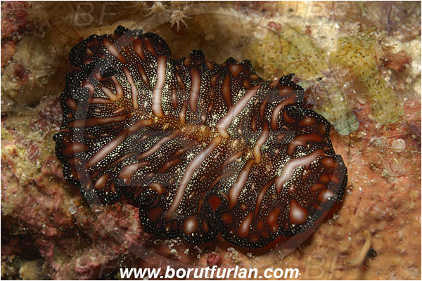 Raja Ampat, Papua, Indonesia, Pseudobiceros bedfordi, Pseudobiceros, Pseudocerotidae, Goldrim Flatworm, Flatworm, Platyhelminthes