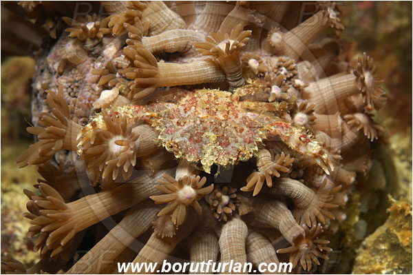 Raja Ampat, Papua, Indonesia, Decapoda, Crab, Crustacea, Crustacean, Unidentified