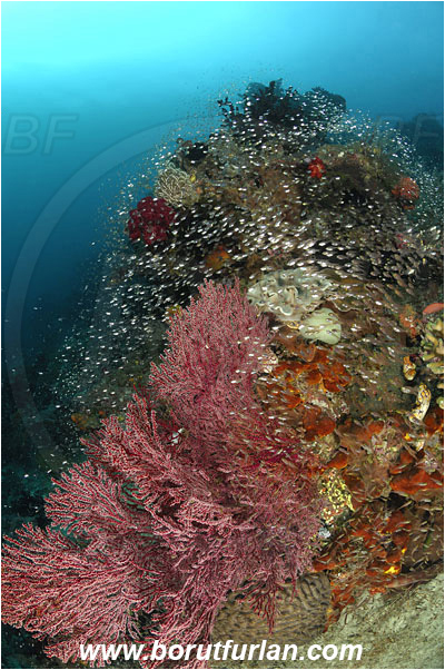 Raja Ampat, Papua, Indonesia, Acabaria sp., Acabaria, Melithaeidae, Anthozoa, Sea fan, Coral, Cnidaria, Cnidarian, Parapriacanthus ransonneti, Parapriacanthus, Pempheridae, Glassfish, Glassy sweeper, Sweeper, Fish school, Reef