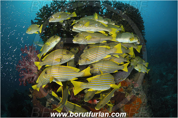 Raja Ampat, Papua, Indonesia, Tubastraea micrantha, Tubastraea, Dendrophylliidae, Black sun coral, Coral, Anthozoa, Cnidaria, Cnidarian, Plectorhinchus polytaenia, Plectorhinchus, Haemulidae, Ribboned sweetlips, Yellow-ribbon sweetlips, Sweetlips, Fish, Fish school, Reef