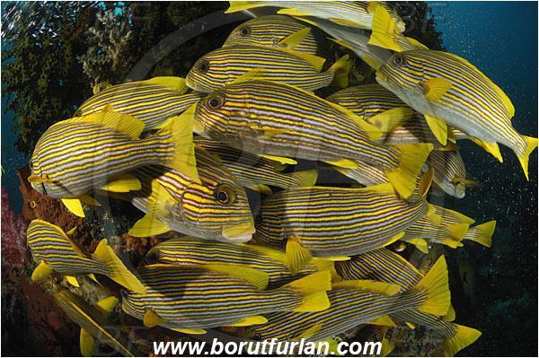 Raja Ampat, Papua, Indonesia, Plectorhinchus polytaenia, Plectorhinchus, Haemulidae, Ribboned sweetlips, Yellow-ribbon sweetlips, Sweetlips, Fish, Fish school, Reef