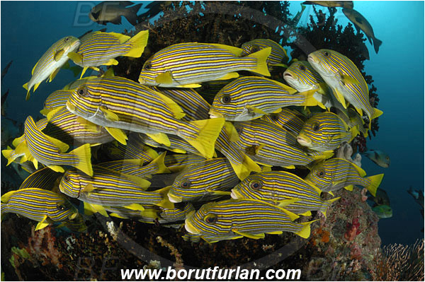 Raja Ampat, Papua, Indonesia, Plectorhinchus polytaenia, Plectorhinchus, Haemulidae, Ribboned sweetlips, Yellow-ribbon sweetlips, Sweetlips, Fish, Fish school, Reef