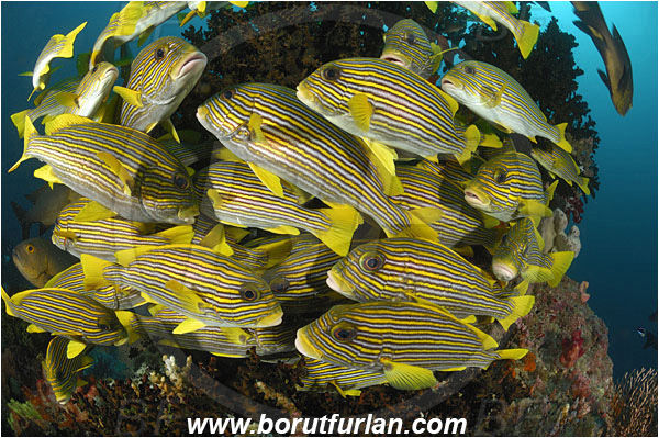 Raja Ampat, Papua, Indonesia, Plectorhinchus polytaenia, Plectorhinchus, Haemulidae, Ribboned sweetlips, Yellow-ribbon sweetlips, Sweetlips, Fish, Fish school, Reef