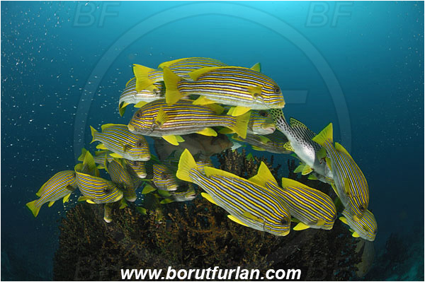 Raja Ampat, Papua, Indonesia, Tubastraea micrantha, Tubastraea, Dendrophylliidae, Black sun coral, Coral, Anthozoa, Cnidaria, Cnidarian, Plectorhinchus polytaenia, Plectorhinchus, Haemulidae, Ribboned sweetlips, Yellow-ribbon sweetlips, Sweetlips, Fish, Fish school, Reef