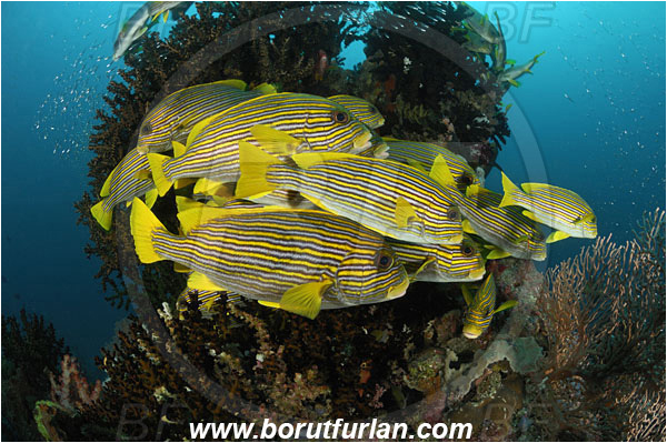 Raja Ampat, Papua, Indonesia, Tubastraea micrantha, Tubastraea, Dendrophylliidae, Black sun coral, Coral, Anthozoa, Cnidaria, Cnidarian, Plectorhinchus polytaenia, Plectorhinchus, Haemulidae, Ribboned sweetlips, Yellow-ribbon sweetlips, Sweetlips, Fish, Fish school, Reef