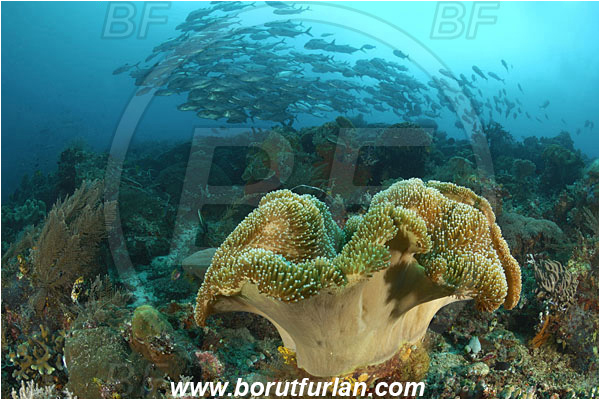 Raja Ampat, Papua, Indonesia, Sarcophyton sp., Sarcophyton, Alcyoniidae, Anthozoa, Cnidaria, Cnidarian, Mushroom Leather Coral, Leather Coral, Coral, Caranx sexfasciatus, Caranx, Carangidae, Bigeye trevally, Trevally, Fish, Fish school, Reef