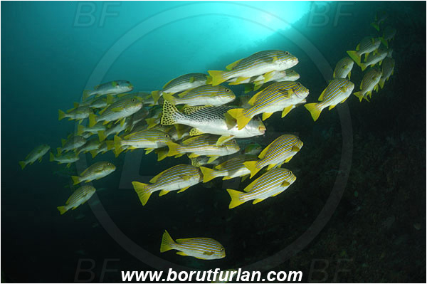 Raja Ampat, Papua, Indonesia, Plectorhinchus polytaenia, Plectorhinchus, Haemulidae, Ribboned sweetlips, Yellow-ribbon sweetlips, Sweetlips, Fish, Fish school, Reef