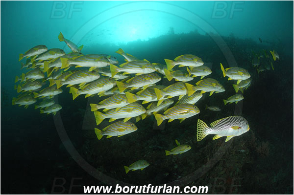 Raja Ampat, Papua, Indonesia, Plectorhinchus polytaenia, Plectorhinchus, Haemulidae, Ribboned sweetlips, Yellow-ribbon sweetlips, Sweetlips, Fish, Fish school, Reef
