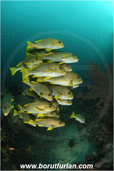 Raja Ampat, Papua, Indonesia, Plectorhinchus polytaenia, Plectorhinchus, Haemulidae, Ribboned sweetlips, Yellow-ribbon sweetlips, Sweetlips, Fish, Fish school, Reef