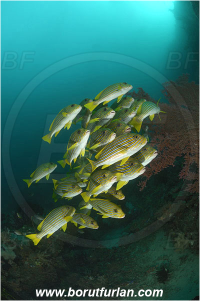Raja Ampat, Papua, Indonesia, Plectorhinchus polytaenia, Plectorhinchus, Haemulidae, Ribboned sweetlips, Yellow-ribbon sweetlips, Sweetlips, Fish, Fish school, Reef