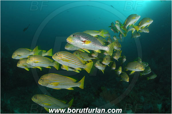 Raja Ampat, Papua, Indonesia, Plectorhinchus polytaenia, Plectorhinchus lineatus, Plectorhinchus, Haemulidae, Ribboned sweetlips, Yellow-ribbon sweetlips, Diagonal-Banded Sweetlips, Sweetlips, Fish, Fish school, Reef
