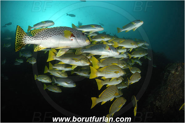 Raja Ampat, Papua, Indonesia, Plectorhinchus polytaenia, Plectorhinchus lineatus, Plectorhinchus, Haemulidae, Ribboned sweetlips, Yellow-ribbon sweetlips, Diagonal-Banded Sweetlips, Sweetlips, Fish, Fish school, Reef