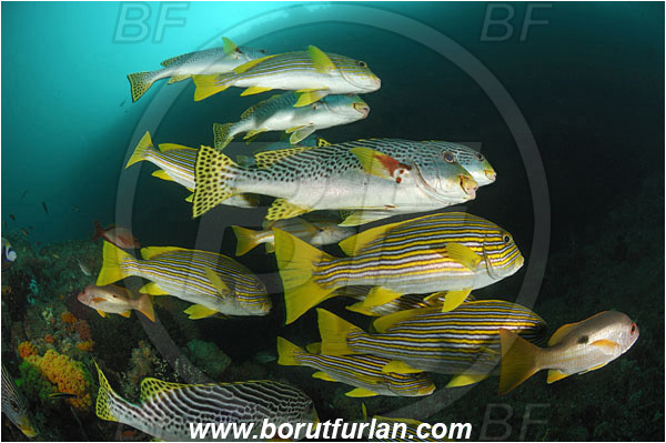 Raja Ampat, Papua, Indonesia, Plectorhinchus polytaenia, Plectorhinchus lineatus, Plectorhinchus, Haemulidae, Ribboned sweetlips, Yellow-ribbon sweetlips, Diagonal-Banded Sweetlips, Sweetlips, Fish, Fish school, Reef