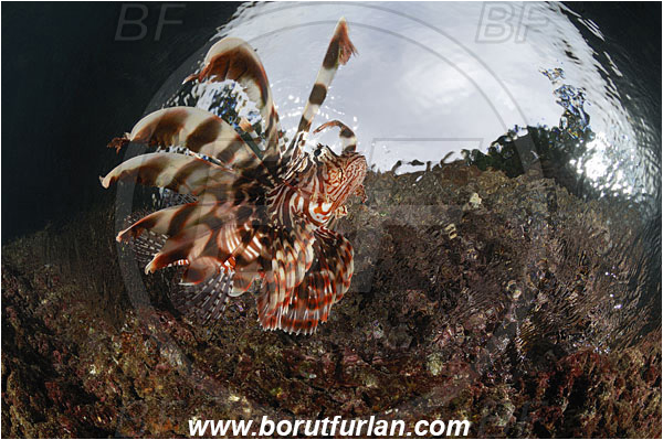 Raja Ampat, Papua, Indonesia, Pterois volitans, Pterois, Scorpaenidae, Red lionfish, Lionfish, Fish, Reef