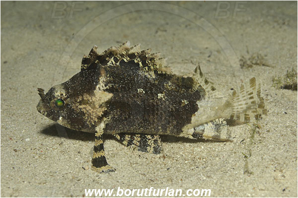 Raja Ampat, Papua, Indonesia, Centrogenys vaigiensis, Centrogenys, Centrogenyidae, False scorpionfish, Fish