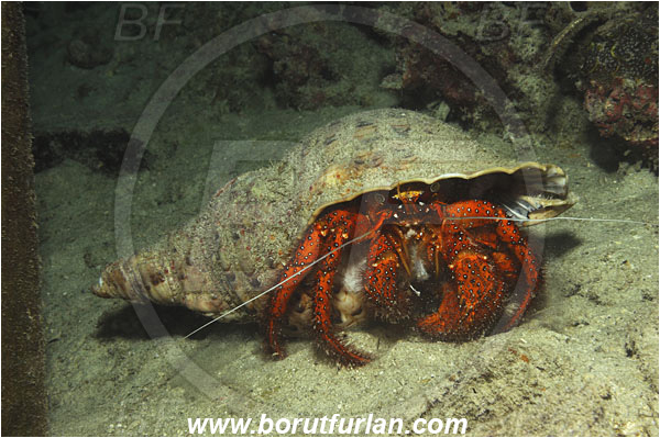 Raja Ampat, Papua, Indonesia, Dardanus megistos, Dardanus, Diogenidae, Crustacea, Crustacean, Spotted orange hermit crab, Hermit Crab, Crab, Feeding