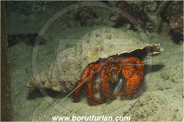 Raja Ampat, Papua, Indonesia, Dardanus megistos, Dardanus, Diogenidae, Crustacea, Crustacean, Spotted orange hermit crab, Hermit Crab, Crab, Feeding