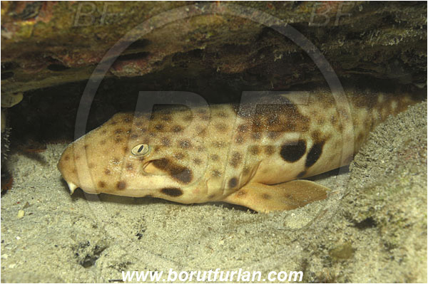 Raja Ampat, Papua, Indonesia, Chiloscyllium punctatum, Chiloscyllium, Hemiscylliidae, Elasmobranchii, Brownbanded bamboo shark, Shark, Portrait, Fish