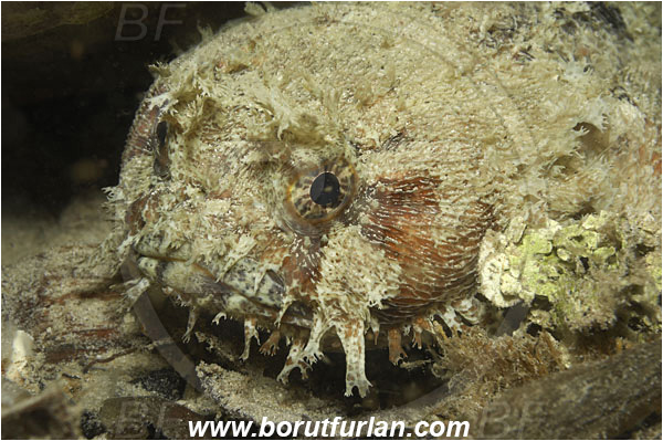 Raja Ampat, Papua, Indonesia, Batrachomoeus trispinosus, Batrachomoeus, Batrachoididae, Three-spined frogfish, Three-spined toadfish, Toadfish, Fish, Portrait