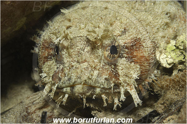 Raja Ampat, Papua, Indonesia, Batrachomoeus trispinosus, Batrachomoeus, Batrachoididae, Three-spined frogfish, Three-spined toadfish, Toadfish, Fish, Portrait