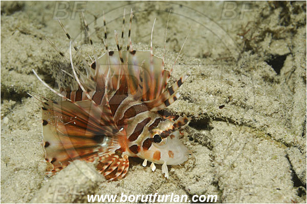 Raja Ampat, Papua, Indonesia, Pterois antennata, Pterois, Scorpaenidae, Spotfin lionfish, Lionfish, Fish