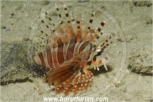 Raja Ampat, Papua, Indonesia, Pterois antennata, Pterois, Scorpaenidae, Spotfin lionfish, Lionfish, Fish
