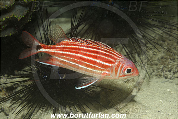 Raja Ampat, Papua, Sargocentron cornutum, Sargocentron, Holocentridae, Threespot squirrelfish, Squirrelfish, Fish